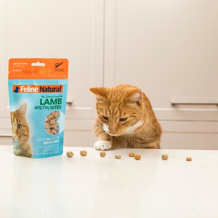 Ginger cat eating treats from Natural Pet Food. 