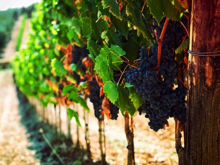 Grapes in a vineyard.