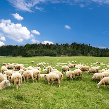 Sheep on grass