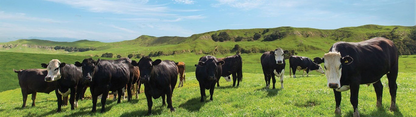 Greenlea Meats, cows in a field