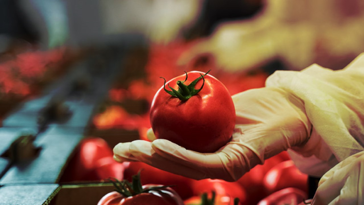 Worker in latex gloves inspecting a red tomato